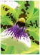 Fotopapier ZWF PREMIUM 10x15cm 250g, Art.-Nr. C2552-50 - Paterno B2B-Shop